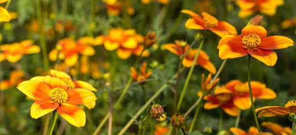 BIDENSS PLANK CARE, wie man die Biodens -Blume anbauen kann