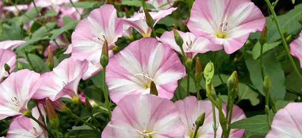 Como cuidar do campo Bindweed Plant Crescendo a glória da manhã