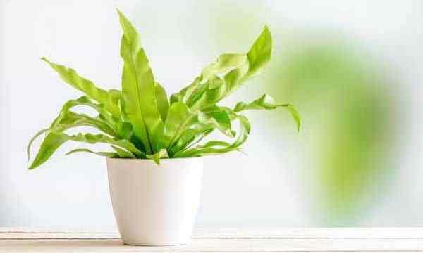 Bird Nest Fern Plant Crescendo e cuidando de Asplenium nidus