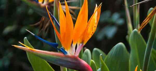 Vogel der Paradiespflanze Pflege, wie man Strelitzia Reginae anbauen kann