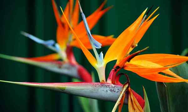 Paradise -Blumenvogel machen Strelitiza blühen und mehr