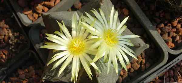 Cap Bishop's Cactus Astrophytum Myriostigma Berkembang dan Penjagaan
