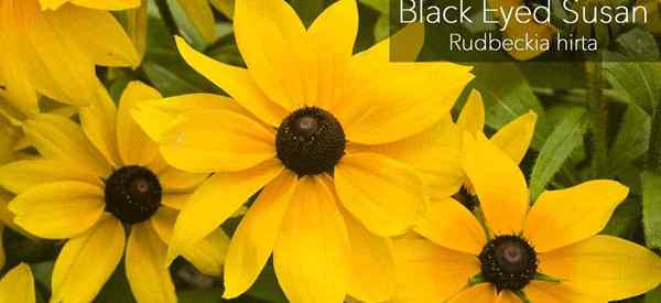 Black Eyed Susan Cara Merawat Rudbeckia Hirta