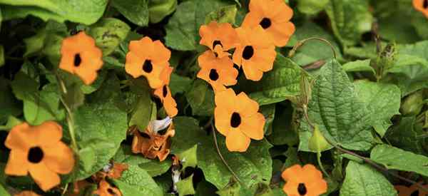 Black Eyed Susan Vine Care, jak uprawiać Thunbergia alata