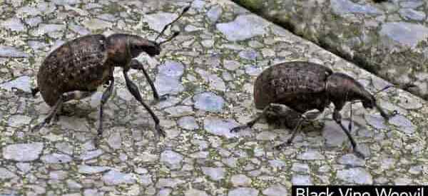 Black Vine Weevil Beetles and Larvae Control [Cómo]