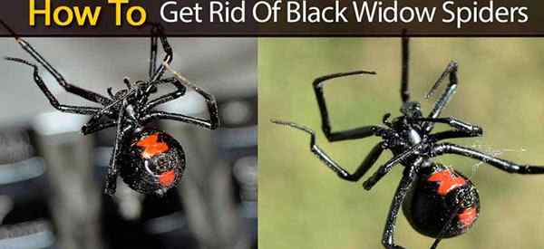 Black Widow Spiders Comment se débarrasser des veuves noires