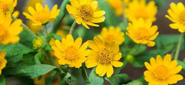 Blackfoot Daisy Care cómo cultivar Melampodium leucanthum