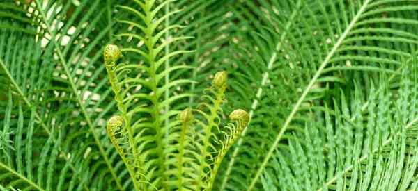 Blechnum gibbum, jak rosnąć i dbać o srebrną fern