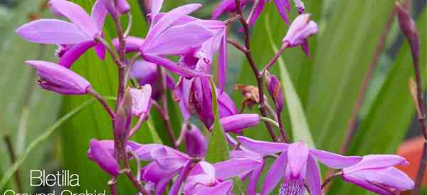 Bletilla striata cómo crecer y cuidar la orquídea en el suelo