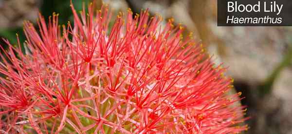 Lily de sangue como crescer e cuidar do haemanthus