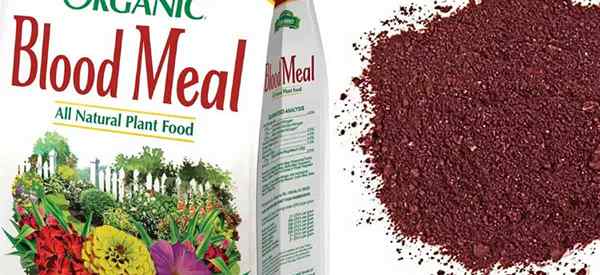 Fertilizante de harina de sangre ¿Qué es y cómo usarlo en el jardín?