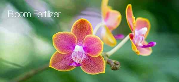 Fertilizante Bloom Que plantas de fertilizantes precisam de flores vigorosas