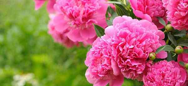 Comment planter et faire pousser des pivoines parfaites