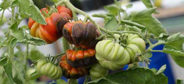 Si vous utilisez du sel d'Epsom pour la pourriture des tomates en fleur [vrai]?