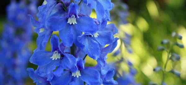 Blue Delphinium se preocupa por cultivar Larkspur alto