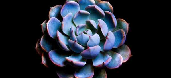 Echeveria biru - apa itu echeverias biru dan mengapa mereka biru?