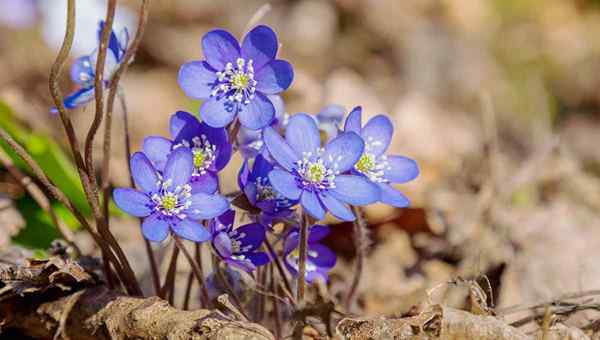 11 einheimische blaue Wildblumen für den Garten