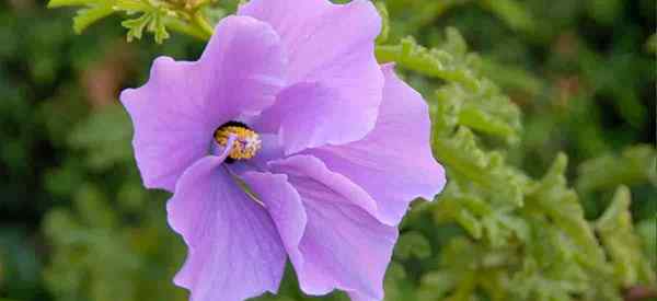 Blue Hibiscus -Pflanze, wie man Alyogyne Huegelii wächst und um sie kümmert