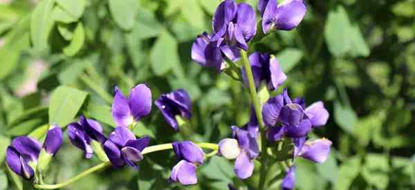 Blue Indigo Plant Care Naucz się uprawiać baptisia australis