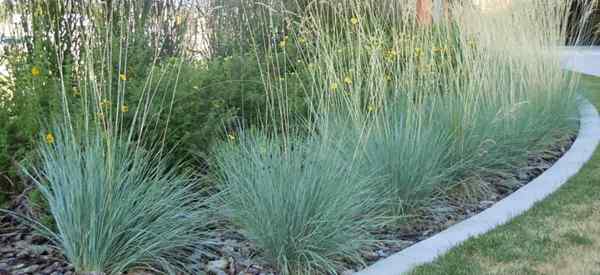 Belajar menanam rumput gandum biru