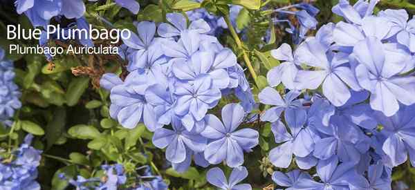 Blue Plumbago Care Culte des plantes de plombago