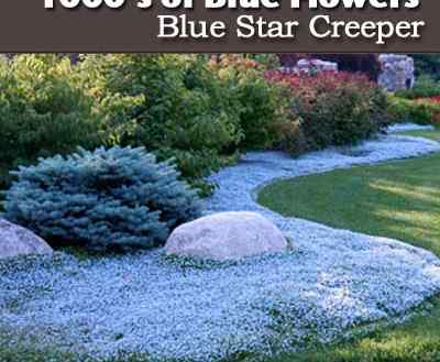Comment avoir du bleu tout l'été - Creeper Blue Star