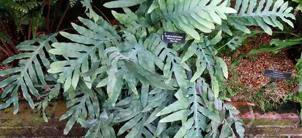 Cómo cuidar Blue Star Fern (Phlebodium aureum)