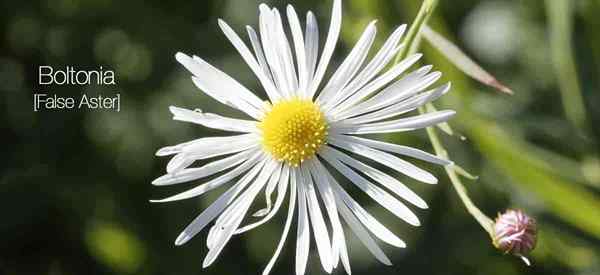 Planta de Boltonia Asteroides cómo cultivar y cuidar a False Aster