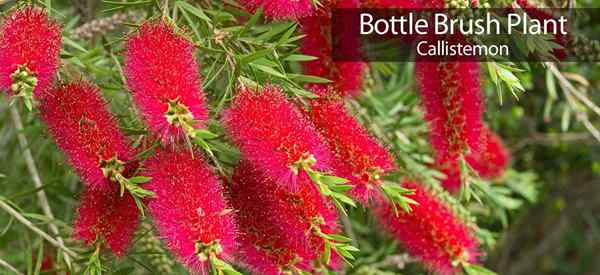 Flaschenbürstenbäume lernen über wachsende Callistemon -Blumen