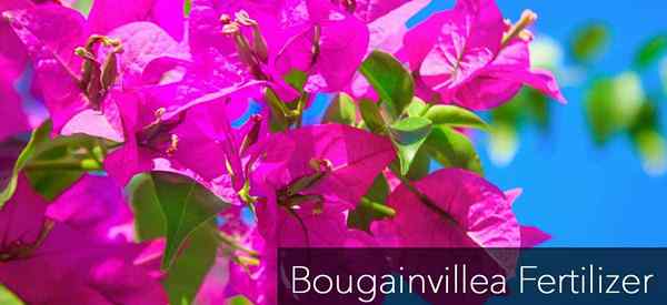 Quel est le meilleur engrais bougainvillea?