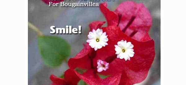 Cómo crecer y cuidar a Bougainvillea