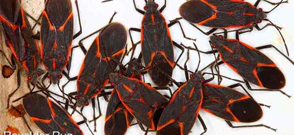 Was fressen Boxelder -Bugs 13 Möglichkeiten, um Kasten -ältere Fehler zu steuern?