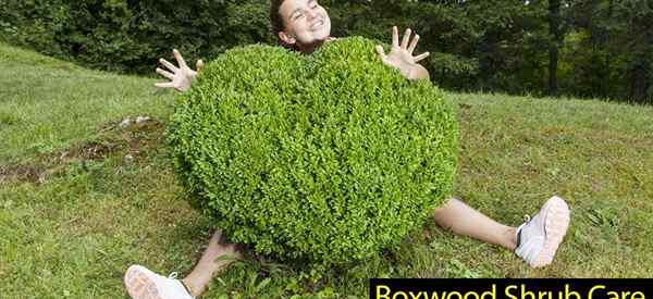 Arbustos de boj cómo cultivar y cuidar a boxwoods