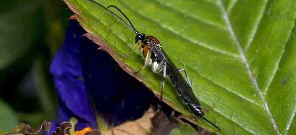 Cara menggunakan tawon braconid untuk (#1 cacing hornworm) kontrol hama kebun