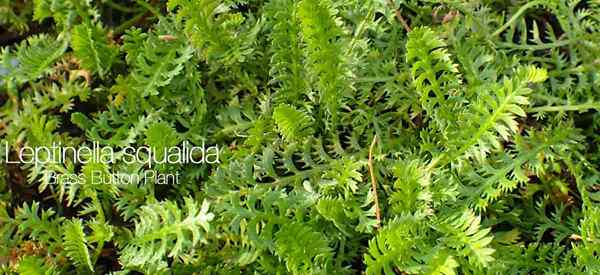 Botones de latón Planta Cultiva la Leptinella Squalida