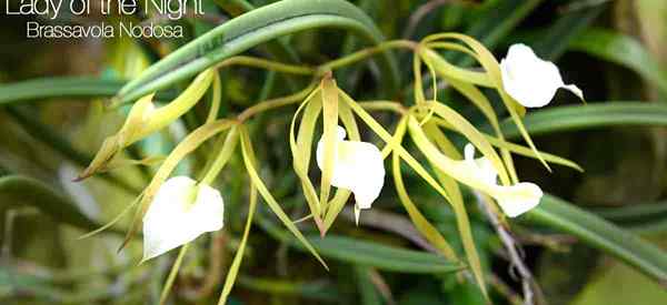 Brassavola nodosa pertemuan saya dengan nyanyian Lady of the Night