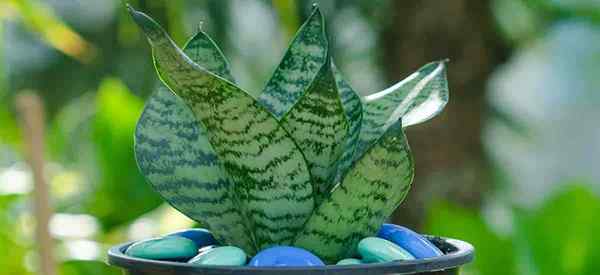 Sansevieria Hahnii Bird's Nest Schlangenpflanze Wachsen und Pflege