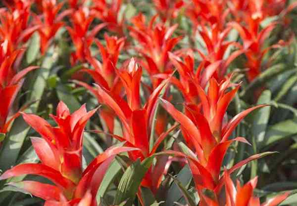 Que es mejor bromelias u orquídeas para el color interior?