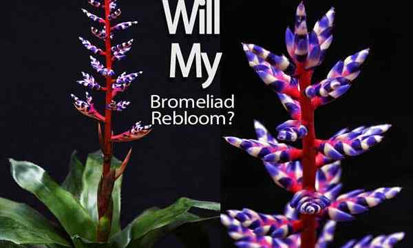 ¿Mi bromeliad volverá a llenar??