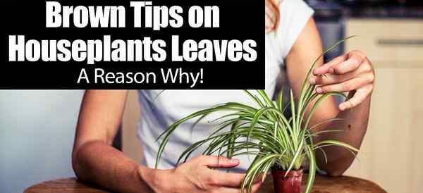 Conseils bruns sur les feuilles de plantes d'intérieur - une raison pour laquelle!
