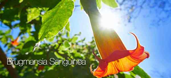 Jak dbać o Brugmansia sanguinea rosnąca trąbka Red Angel