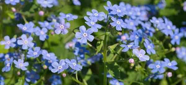 Brunnera Macrophylla Cuidado de la planta Cómo cultivar bugloss siberianos