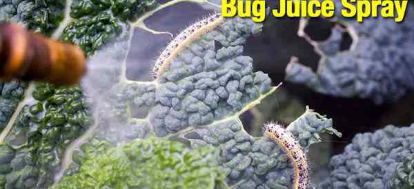 Bug Juice Natural Pesticide Spray usando insectos para repeler insectos