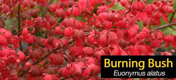 Bush Bush Plant Crescendo e cuidando do Euonymus alatus