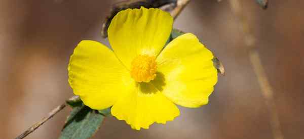 Bush Poppy Care Aprenda dicas sobre o crescimento dendromecon rigida