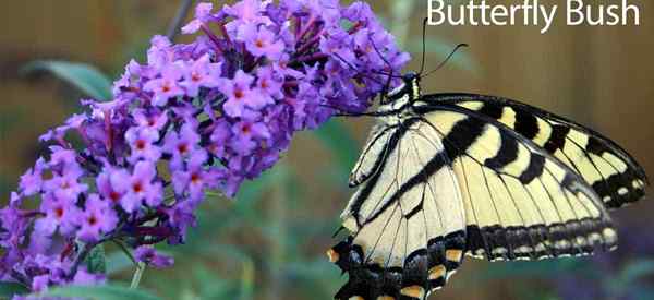 Buddleia Butterfly Bush Care como crescer e cuidar de plantas de Buddleia