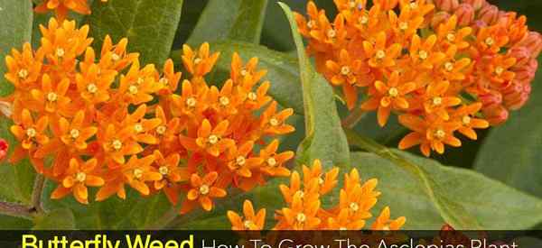 Butterfly Weed Care como cultivar a planta Asclepias