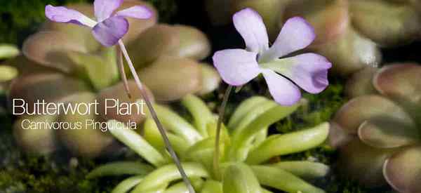 Pinguicula Gattung [Butterwortpflanze] Wachsen und Pflege