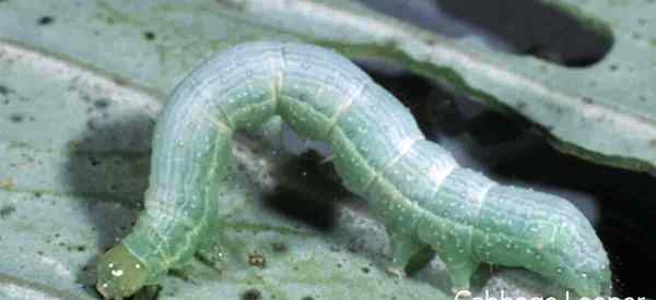 Kohl Looper Caterpillar Worms - [15 Tipps], wie man sie identifiziert, tötet und los wird