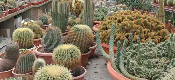 Conseils d'engrais de cactus pour fertiliser vos plantes cactus